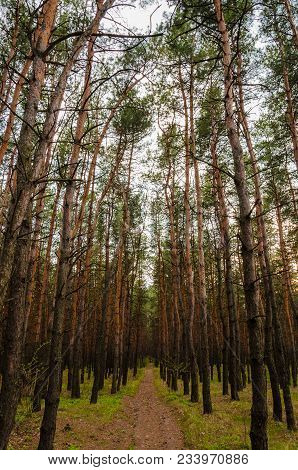 Road Into The Depths Of The Foresta Forest Path Among The Tall Pines In The Forest Is More Often.
