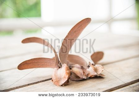 Close Up Brown Dipterocarpus Intricatus On Wood Table.