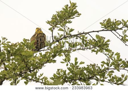 Yellowhammer (emberiza Citrinella)