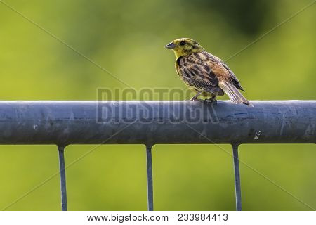 Yellowhammer (emberiza Citrinella)