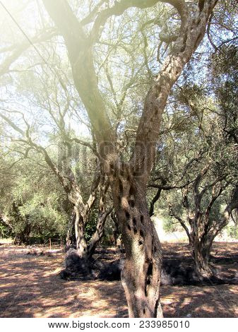 Greek Olive Grove Detail