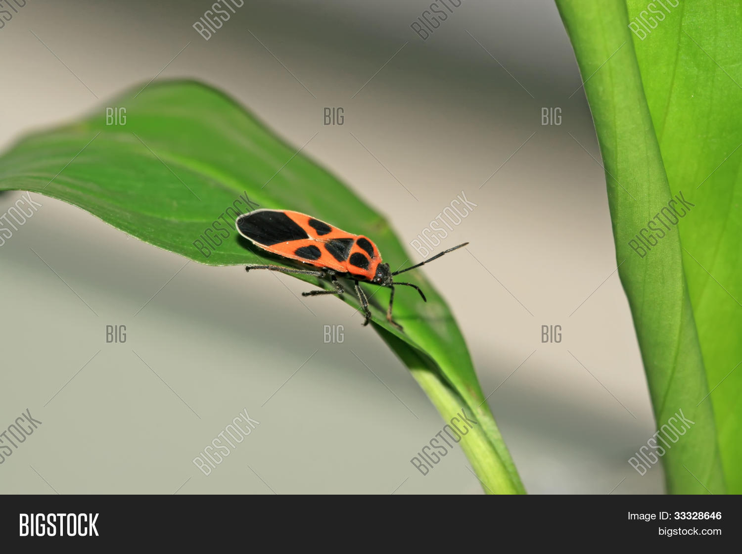 Image Preview