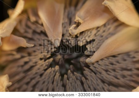 Extreme Close Up Of Protea Flower South African National Flower