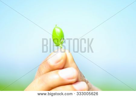 Fresh Green Chickpeas Field , Chick Peas Also Known As Harbara Or Harbhara In Hindi And Cicer Is Sci