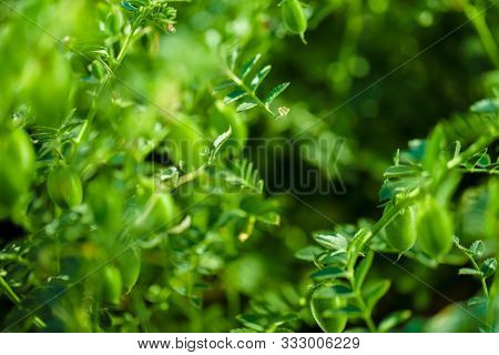 Fresh Green Chickpeas Field , Chick Peas Also Known As Harbara Or Harbhara In Hindi And Cicer Is Sci