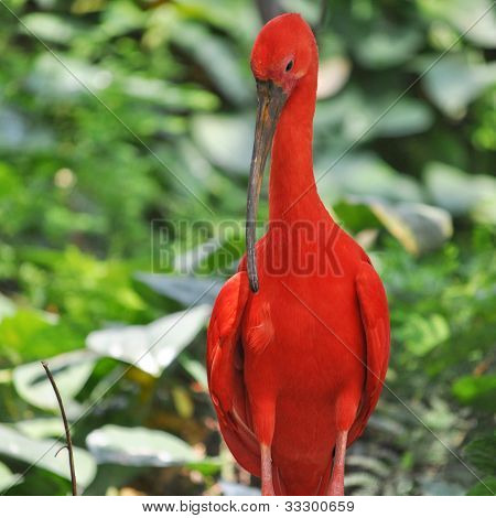 Écarlate Ibis sacré