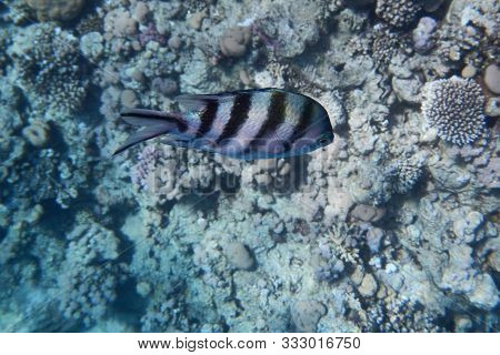 Sergeant Majors (abudefduf Saxatilis) Swims In The Red Sea Among Corals