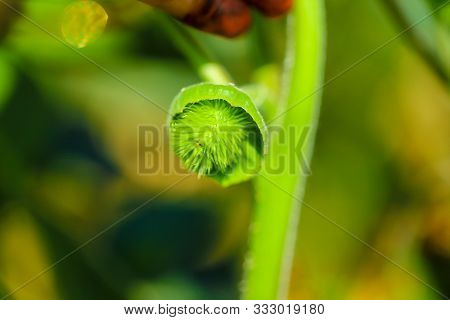 Fresh Green Dhatura Fruit In Indian Farm