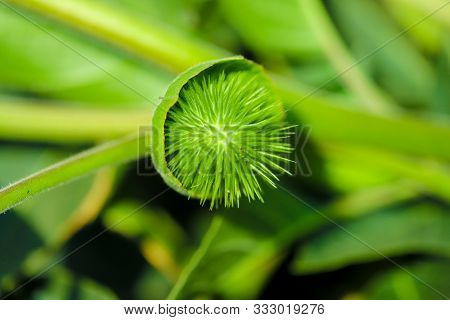 Fresh Green Dhatura Fruit In Indian Farm