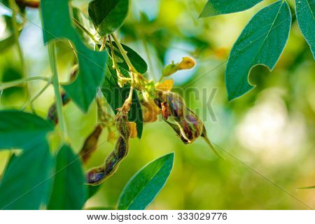 Fresh Green Pigeon Pea Field In Indian Farm