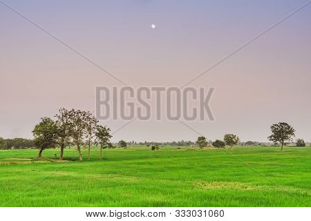 A Group Of Herons Perched On The Tree In Rice Field For Relax In The Evening After The Sun Goes Down