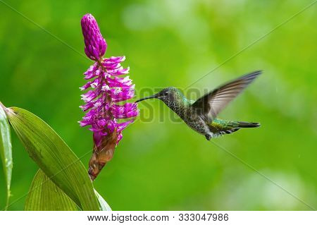 The Hummingbird Is Soaring And Drinking The Nectar From The Beautiful  Flower In The Rain Forest Env
