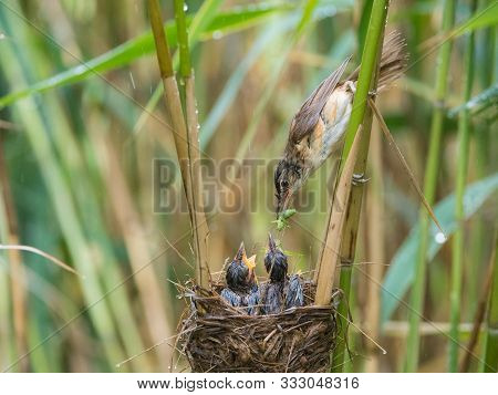 The Great Reed Warbler, Acrocephalus Arundinaceus Is Feeding Its Chicks Inside The Reeds, There Is S