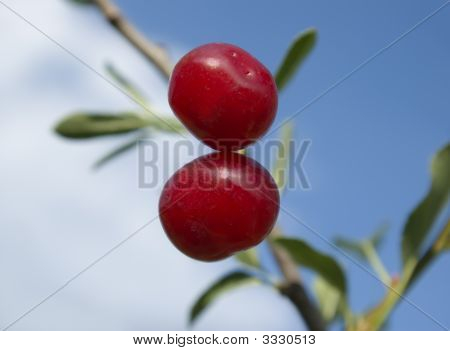 Třešeň