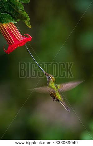 The Sword-billed Hummingbird, Ensifera Ensifera Is A Neotropical Species From Ecuador. He Is Hoverin