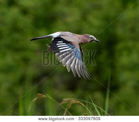 jay in natural habitat (Garrulus Glandarius)