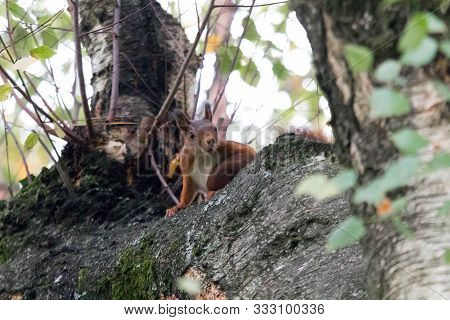 European Red Squirrel  Squirel In A Tree Looking  To The Camera