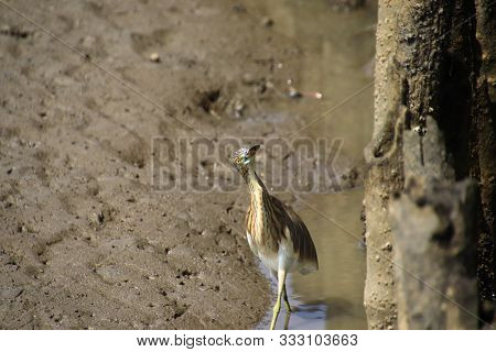 Greater Yellowlegs Look Up,greater Yellowlegs Walking On Mud In The Mangrove Forest