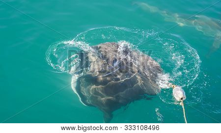 Large Stringray Lure Feeding In South Africa Shark Diving Attraction On Boat