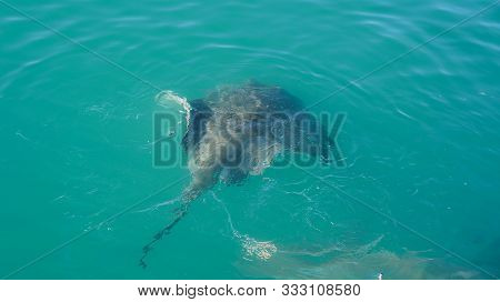 Large Stringray Lure Feeding In South Africa Shark Diving Attraction On Boat