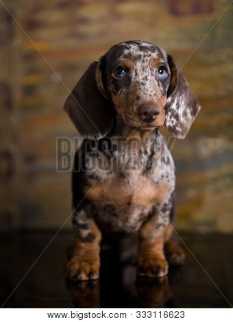 Dogs dachshunds puppy , dog portrait
