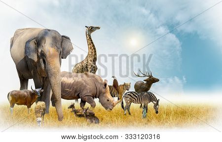 African Safari And Asian Animals In The Theme Illustration, Filled With Many Animals, A White Border