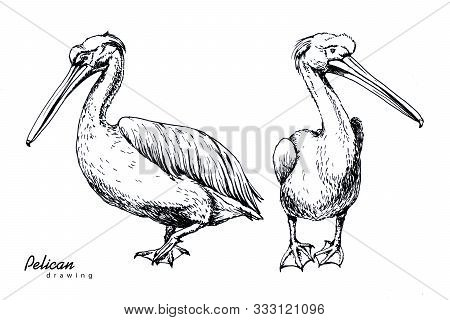 Big Peli An Bird Black Pen Hand Drawing