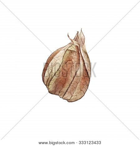Orange Dry Physalis Fruit Berry. Groundcherries, Inca Berry, Cape Gooseberry. Watercolor Hand Drawn 