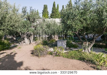 Jerusalem, Israel, November 02, 2019 : Old Olive Trees Grow In The Garden Of Gethsemane At The Foot 