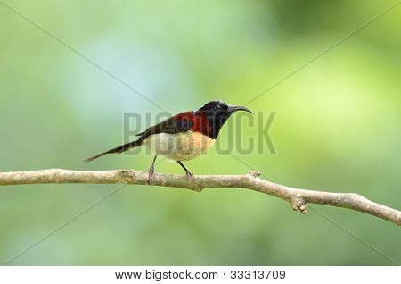 Czarny mężczyzna perlisty Sunbird