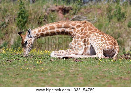 Rothschilds Giraffe (giraffa Camelopardalis Rothschildi)