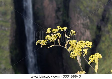 Flowers Of Giant Fennel, Ferula Communis