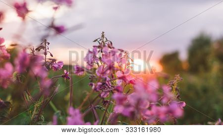 Purple Flowers Of Ivan-tea Chamaen Rion Angustifolium On A Sunset.