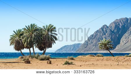 Green Palm Trees On The Shore Of The Red Sea Against The Backdrop Of The High Rocky Mountains In Egy