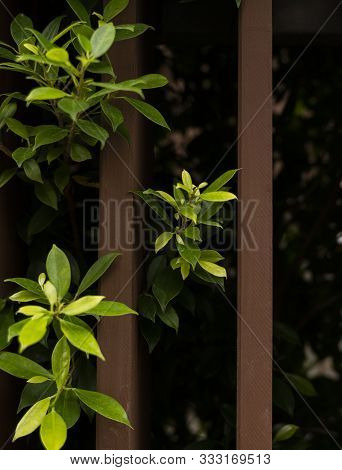A Plants Growing On The Wooded Fance , Outdoor.