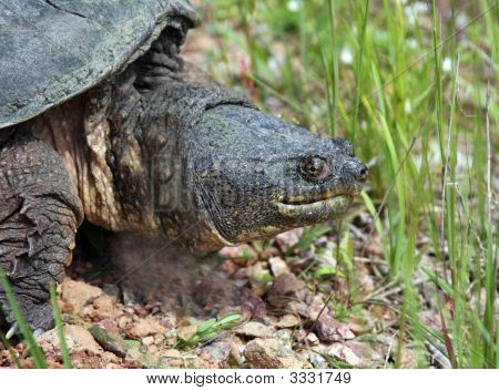 Żółw Jaszczurowaty, Chelydra Serpentina