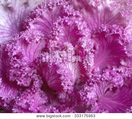 Decorative Cabbage Brassica Oleracea Acephala Or Kale