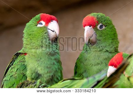 group Of Parrots ( Psittacara Frontatus). Green Parrots.