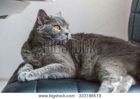 British Cat Posing On Black Modern Chair Indoor At Home. New Lovely Member Of Family Gray Kitten Res