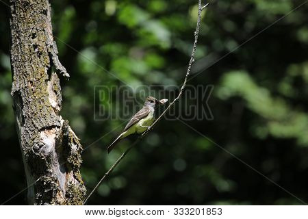 The Great Crested Flycatcher (myiarchus Crinitus) Male Perched Near Nest.
