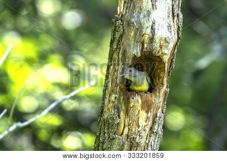 The Great Crested Flycatcher (myiarchus Crinitus) Male Perched Near Nest.