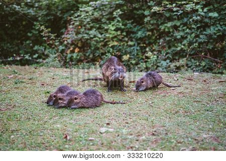 Animal Families In Natural Environment. Wild Baby Coypu Myocastor Coypus Following His Mother. Coypu