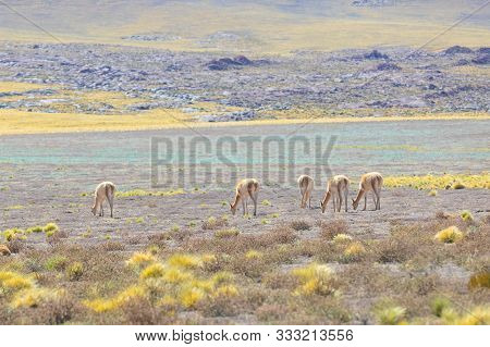 Cile Atacama Desert Grazing Guanacos In Nature
