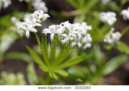 Woodruff flores