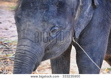 Baby Elephant, Elephas Maximus, Rescued, Healing To Be Reintroduced Into The Wild, Close Up View In 