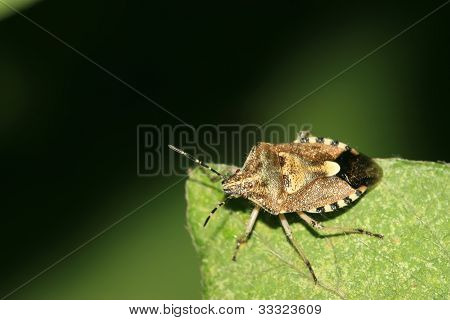 Stinkbug