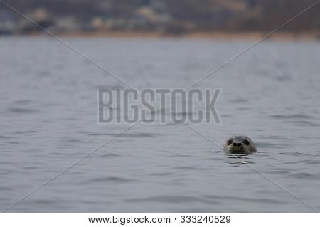 Wild Seal Phoca Largha Swimming In The Water. Spotted Seal Looking From Water On Blurred Background 