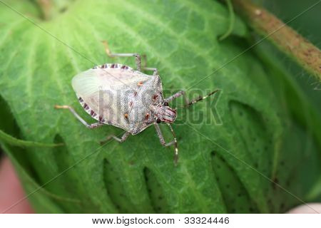 Stinkbug