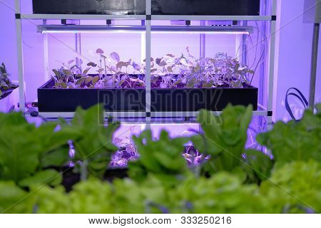 Plant Growing In Smart Indoor Farm With Artificial Led Light. Spectrum Phyto Lamp For Seedling & Cul