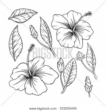 Set Of Vector Hibiscus Flowers And Leaves, Black Outlines Of Hibiscus Flowers And Leaves On White Ba
